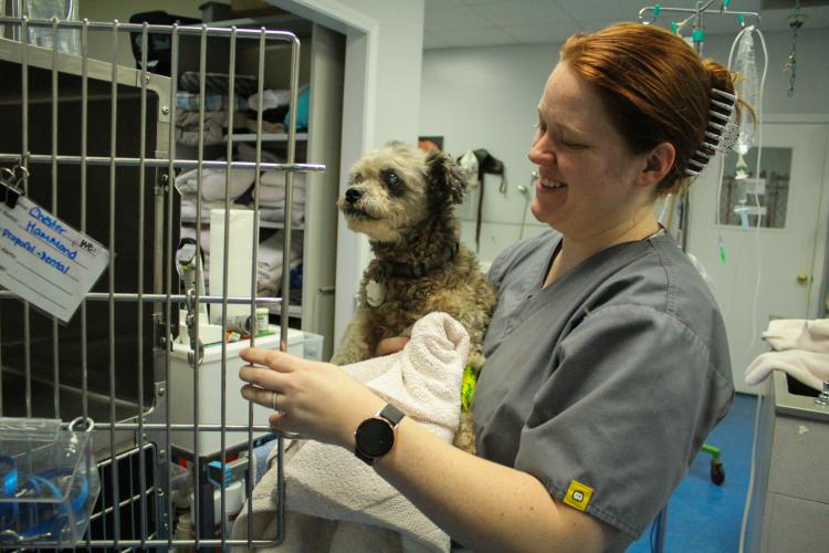 Ginger Wenzl, surgery technician for the Oglethorpe Animal Clinic, takes Chester out to prepare him for his dental appointment on Monday, September 19, 2022. (Photo/Basil Terhune)