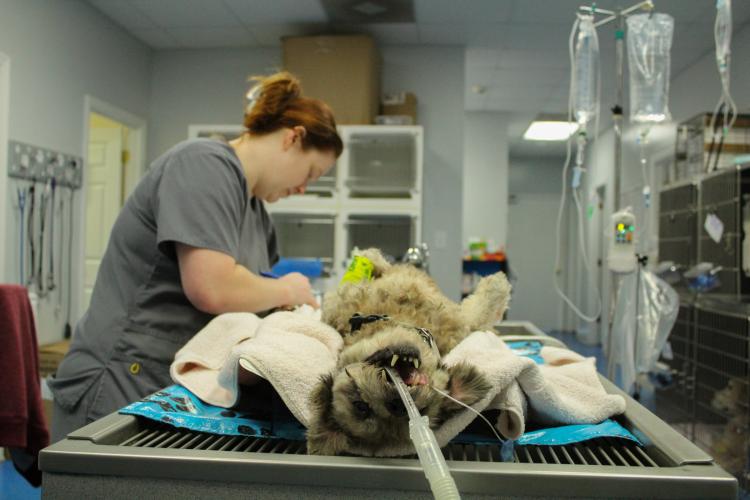 Ginger Wenzl, surgery technician for the Oglethorpe Animal Clinic, prepares patient Chester for his dental appointment on Monday, September 19, 2022. The clinic provides various services including wellness exams, vaccinations, surgery, and dental work. (Photo/Basil Terhune)