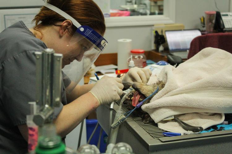 Surgery technician Ginger Wenzl cleans Chester's teeth at the Oglethorpe Animal Clinic in Crawford, Georgia on Monday, September 19, 2022. (Photo/Basil Terhune)