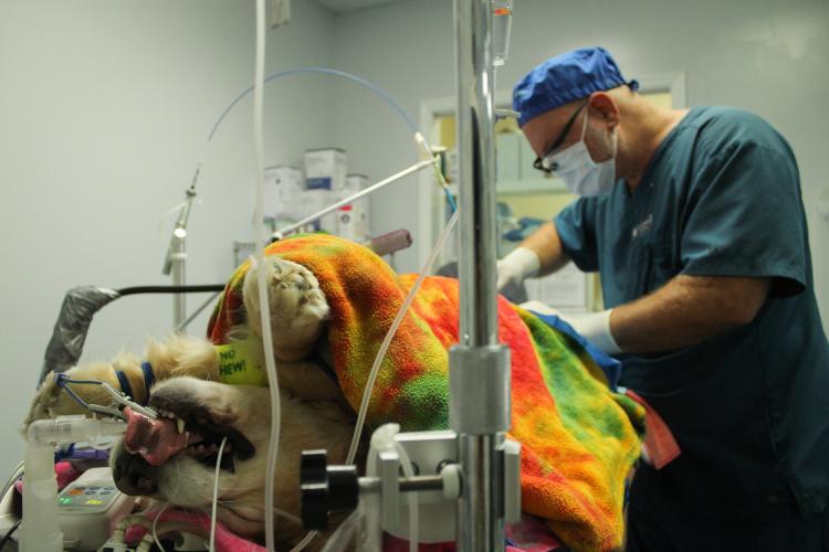 Dr. Ed Rowan performs a mass removal operation on 6-year-old patient Milly in the surgery room at the Oglethorpe Animal Clinic in Crawford, Georgia on Monday, September 19, 2022. (Photo/Basil Terhune)