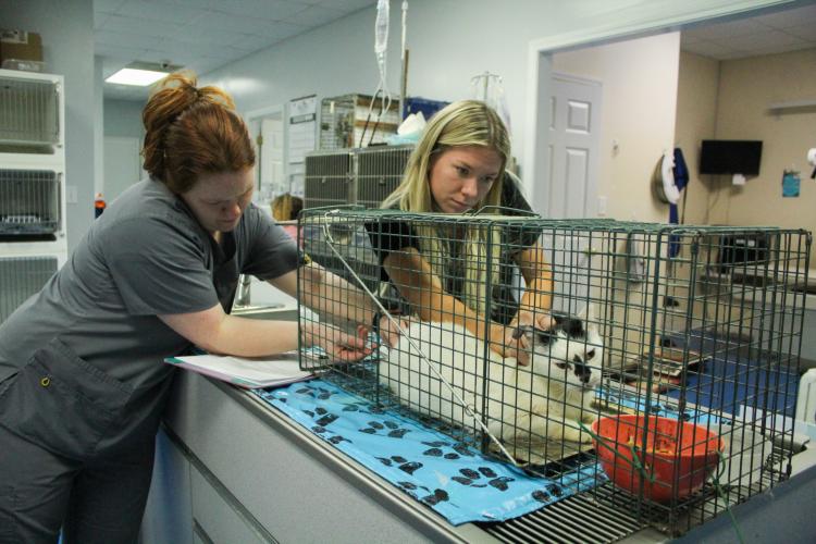 Ginger Wenzl, left, and Kameron Brownlee sedate a feral cat that was brought into the Oglethorpe Animal Clinic for ear surgery on Monday, September 19, 2022. The increase in stray animals has put pressure on both the clinic and the community and presents a threat of disease transfer between pets and humans. (Photo/Basil Terhune)