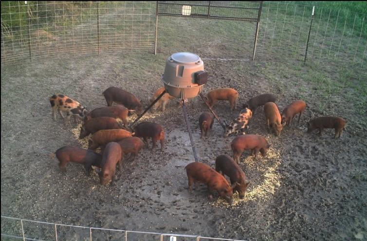 SUBMITTED PHOTO Large corral-style traps have been identified as the most effective tool to manage the population of feral swine in Oglethorpe County, as opposed to other methods of shooting and hunting the animals.