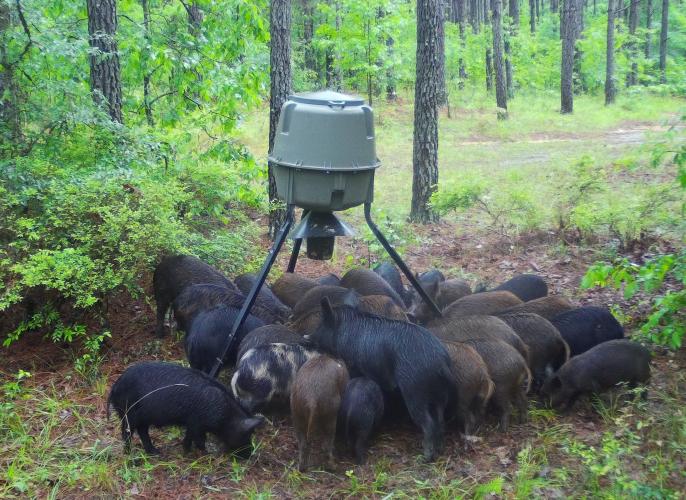 SUBMITTED PHOTO Large corral-style traps have been identified as the most effective tool to manage the population of feral swine in Oglethorpe County, as opposed to other methods of shooting and hunting the animals.