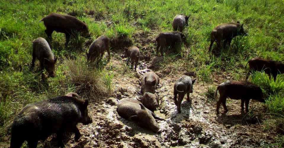 SUBMITTED PHOTOS Feral swine have been known to destroy crops and property, leading to frustration from farmers and landowners. Corral-style traps have been identified as the most effective tool to manage the population of feral swine, as opposed to hunting.