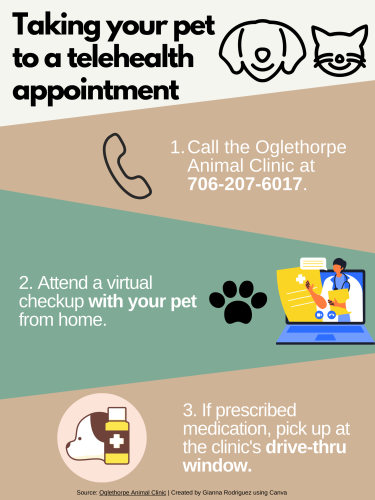 Also, only patients who have been seen in person by Oglethorpe Animal Clinic in the past year can make these appointments. (Graphic/Gianna Rodriguez)
