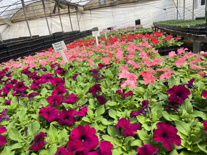 JACK RHODES/THE OGLETHORPE ECHO Wolfskin Growers, which has been under the ownership of David Browning for the past year, keeps an assortment of flowers inside its heated greenhouses, which prevents damage from cold weather.