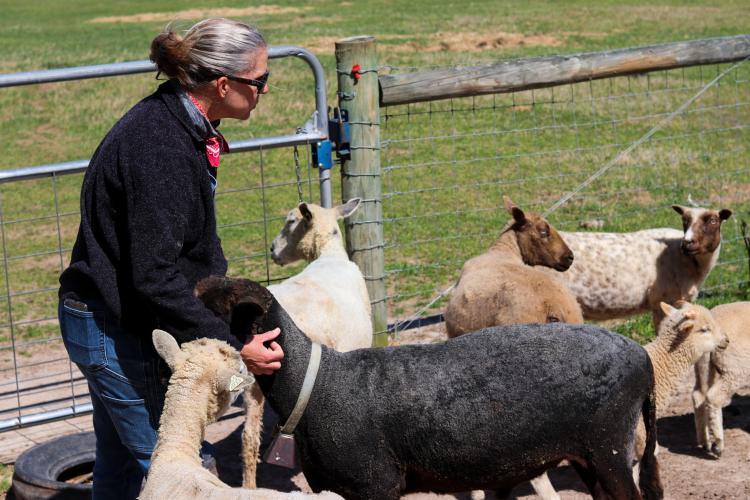 Paulette Brown talks to her oldest sheep, Redux Equine Rescue. (Photo/Aisha Schulz)