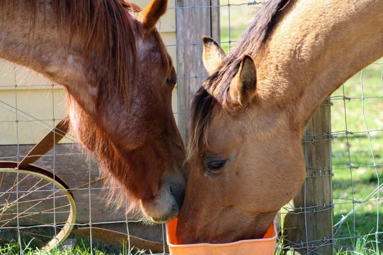 Two male horses eat minerals after breaking out of their field at Redux Equine Rescue. (Photo/Aisha Schulz)