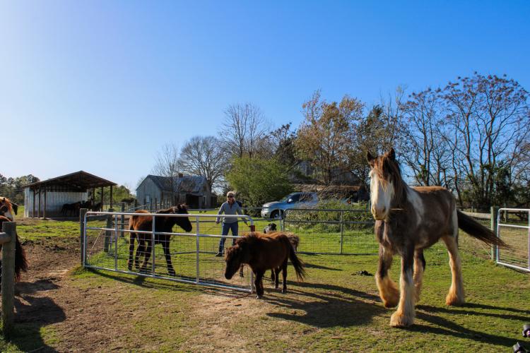 Paulette Brown, owner of Redux Equine rescue, encourages horses to return to their field. (Photo/Aisha Schulz)