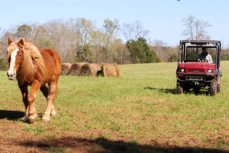 Paulette Brown, owner of Redux Equine resxue, encourages horses to leave their daytime grazing pasture. (Photo/Aisha Schulz)