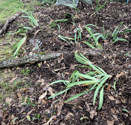 Lexington resident Kathrine Clark began noticing her garden being uprooted a few weeks ago. She concluded hogs were the culprit. (SUBMITTED PHOTO)