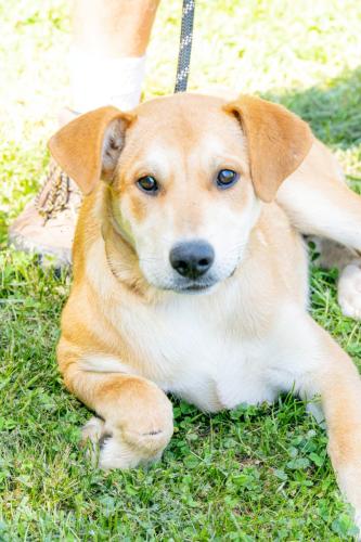 Lizzie, a 1-year-old yellow lab mix that has been spayed, microchipped and is current on her vaccines, has been at the Madison Oglethorpe Animal Shelter for more than 72 days. (SUBMITTED PHOTO)
