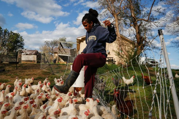 Tamita Brown, co-owner of Caribe United Farm, brings non-GMO feed to the chickens on pasture in Crawford, Georgia on Friday, March 25, 2022. Brown raises chickens, guinea fowl, pigs, ducks, and geese on her five-acre property and sells both meat and eggs at market on the weekends. (Photo/ Basil Terhune)