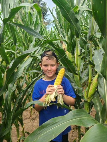 Wyatt Bridges stands in a corn field. His father, Phillip Bridges, acknowledges the valuable role his son’s contributions play in the farm's success. (Submitted Photo)