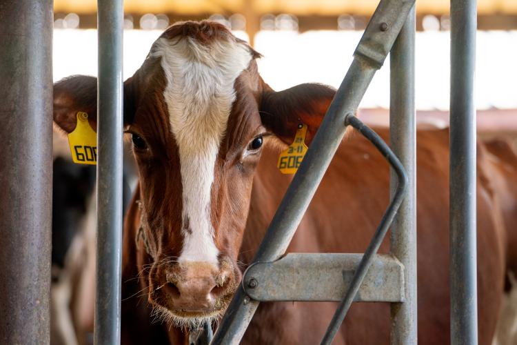 A dairy cow is seen on Nov. 6, 2023. The farm exports organic milk from Stephens, Georgia, in Oglethorpe County. (Sidney Chansamone/The Oglethorpe Echo)