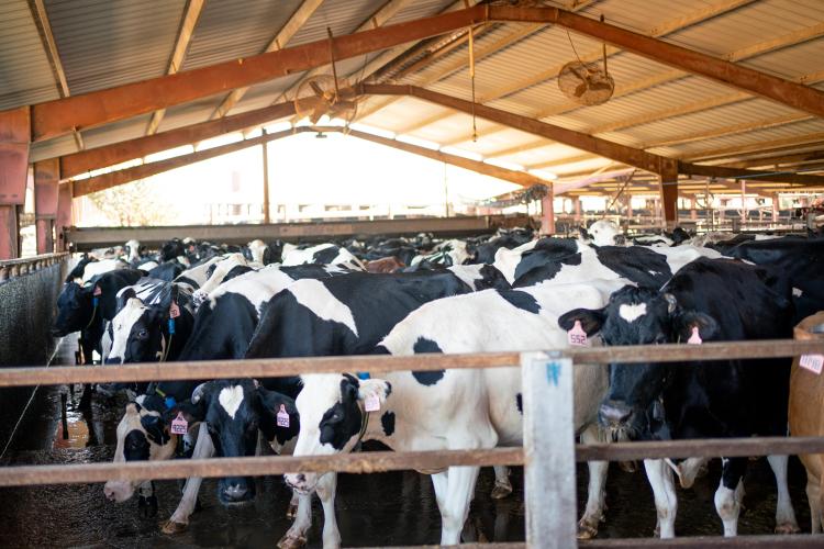 The dairy cows gather to be milked on Nov. 8, 2023. The Cabaniss Dairy farm exports organic milk from Stephens, Georgia, in Oglethorpe County. (Sidney Chansamone/The Oglethorpe Echo)