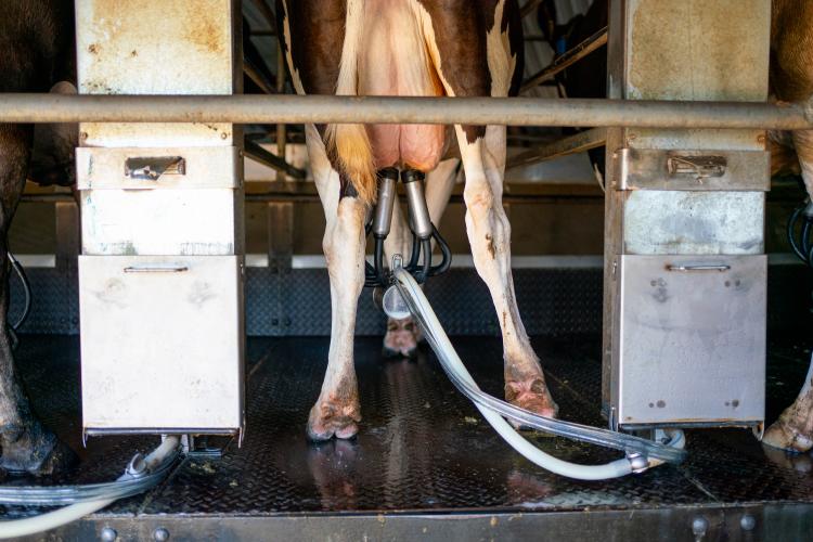 The dairy cows are milked on the rotary milking parlour on Nov. 8, 2023. The Cabaniss Dairy farm exports organic milk from Stephens, Georgia, in Oglethorpe County. (Sidney Chansamone/The Oglethorpe Echo)