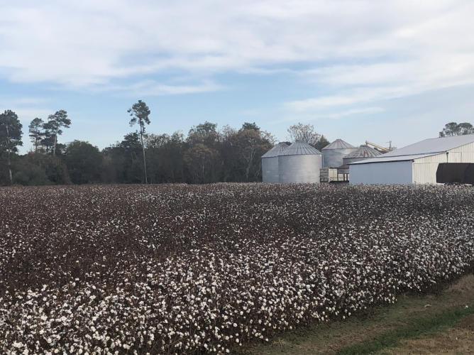 Rows of cotton turn the fields white at Phil Sanders’ farm in Stephens. Sanders, a former Oglethorpe County Commissioner, said he’s the last cotton farmer in the county. (Photo / Andy Johnston)