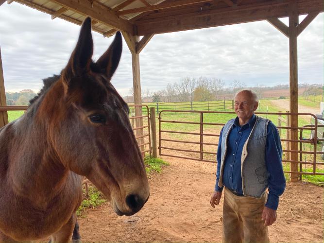 Maggie, our big red mule, visits with farrier Eddy McFarlin, who has been coming to our farm for 25 years.(Dink Nesmith/The Oglethorpe Echo)