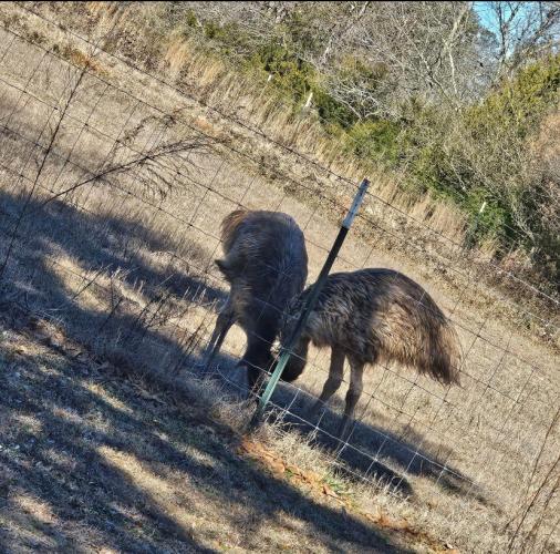 Sally and Striker, sibiling emus, are always together. After being missing for several days, they are finally back on their family farm.