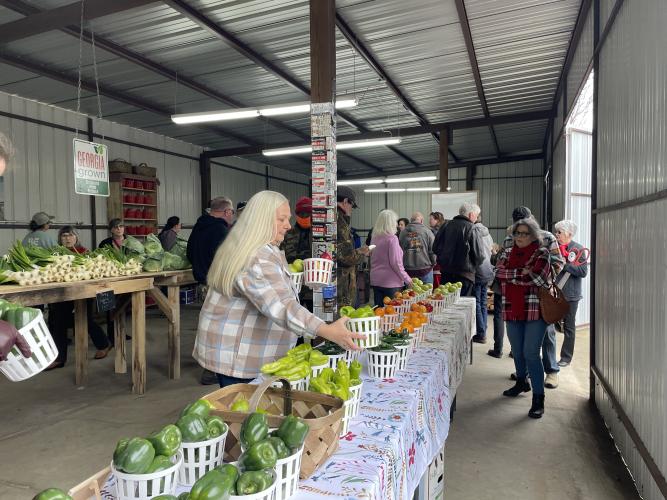 Pattie Wardell, a customer from the Glade, volunteers to set up at the grand opening of Strickland Pride Produce's Crawford location on Feb. 5, 2024. Wardell was among a group of about five volunteers who helped during the opening. (Margaux Binder/The Oglethorpe Echo)