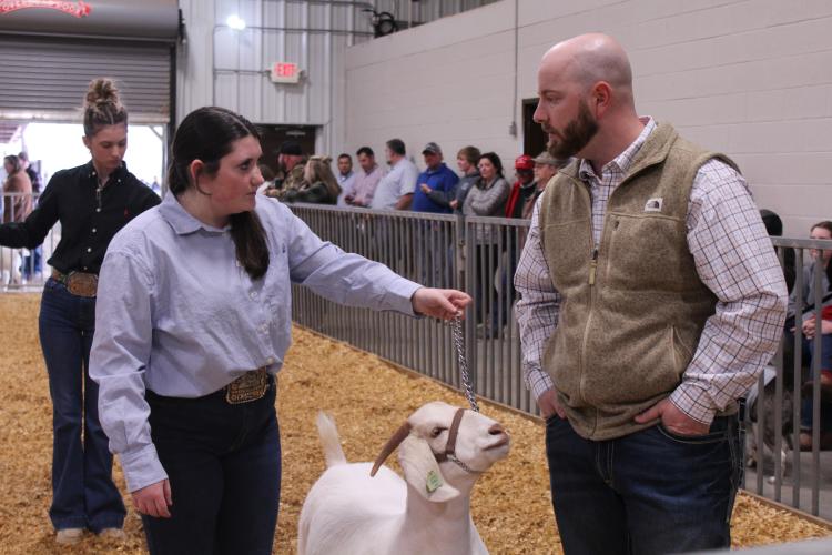 Judge Tyler Arnold talks to Scarlett Harris about her breeding doe during the Oglethorpe Area Winter Livestock Show on Saturday. The event included a contest between six local "celebrities." (Photo/Sara Micale)