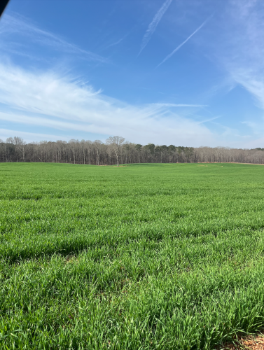 Ben Brubaker uses wheat as cover crop in the winter before soybeans and corn can be planted in the spring. High expenses and topography have led to the decline of row croppers in Oglethorpe County. (Submitted photo)