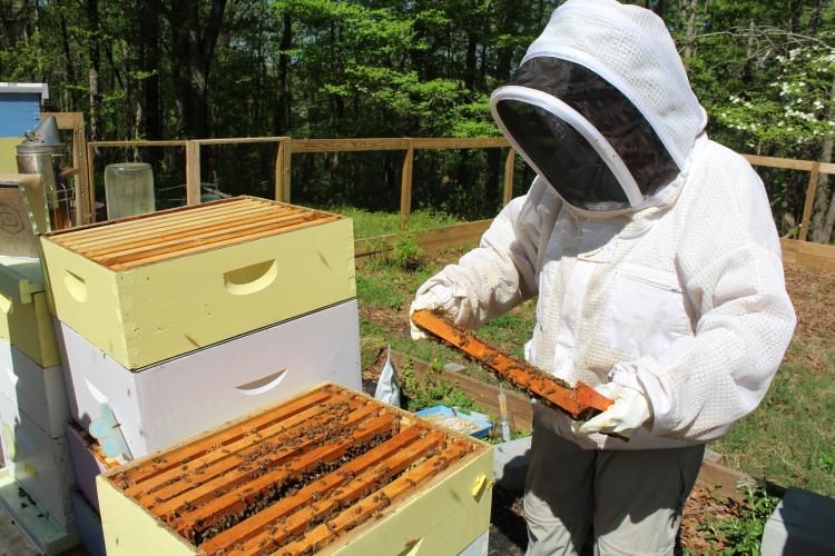 Elizabeth Mackey inspects a hive frame while wearing gloves and a protective jacket with a mesh veil on April 16 in Watkinsville. (Photo/Sara Micale)