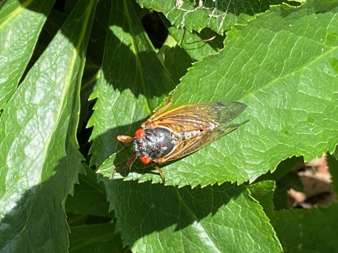 Cicada on a leaf. (Dink Nesmith/Oglethorpe Echo)