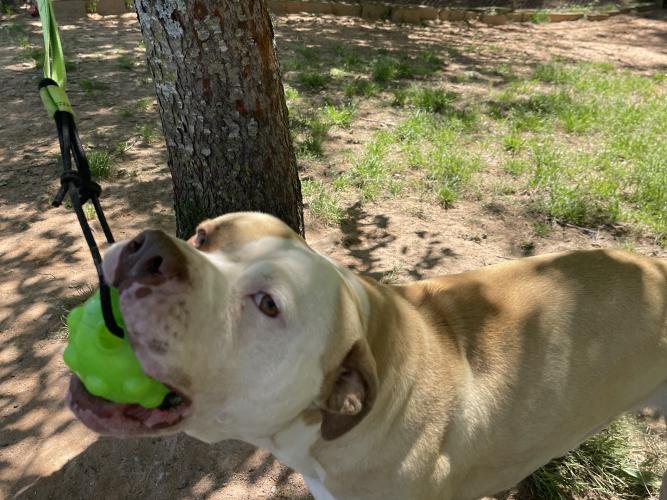 Shelter dog Tanner outside with his favorite green toy. Tanner is available for adoption and sponsorship through the Madison Oglethorpe Animal Shelter sponsorship program. (Lee Short/Oglethorpe Echo)