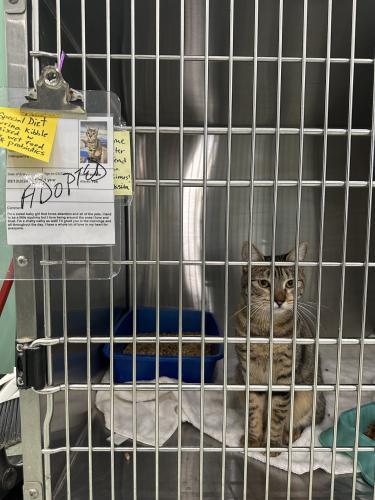 A one year old kitten sits in her create as she is ready to be taken home after newly getting adopted. (Lily Murphy/Oglethorpe Echo)