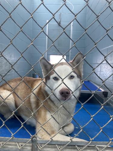 Colby is a young husky waiting for adoption. He is one of many adult dogs who is still in need of a permanent home. (Lily Murphy/Oglethorpe Echo)