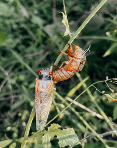 Periodical Cicadas crawling on the leaves shortly after hatching. (Submitted Photo)