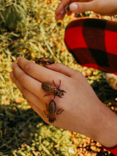 Cicadas crawling on Sarah Rutherford's child's hand. Cicadas are harmless and don't sting or bite. (Submitted Photo)