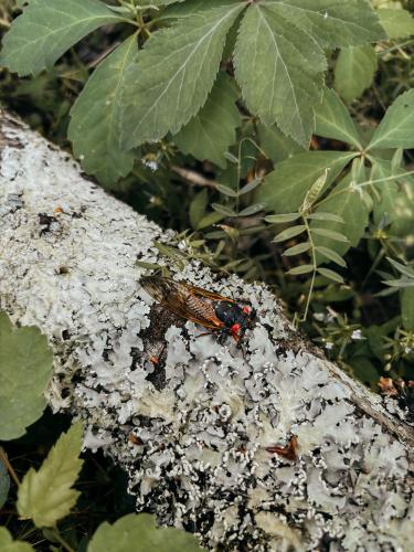 A cicada crawling on a log (Submitted Photo)