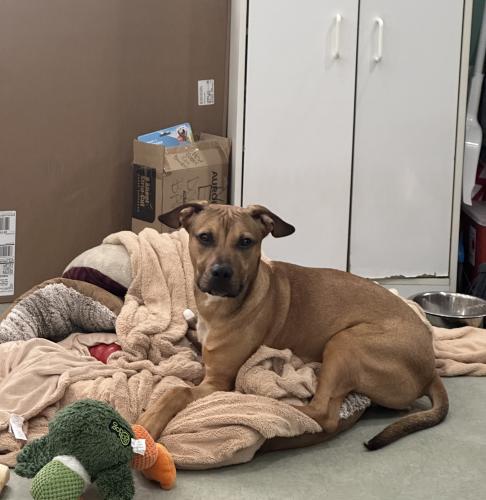 Jake, a three-legged dog, sits in the office after recovering from surgery. He was brought into MOAS after being hit by a car and is waiting to be adopted. (Lily Murphy/Oglethorpe Echo)