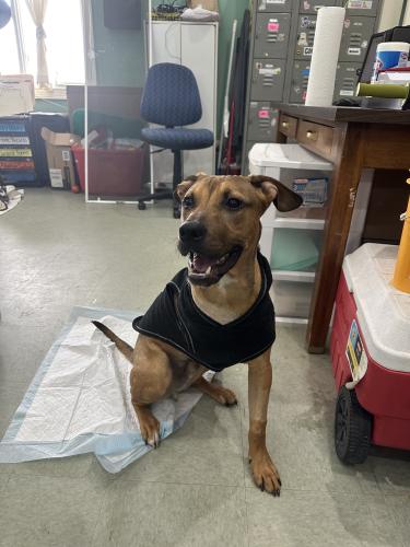 Jake, a three-legged dog, sits in the office after recovering from surgery. He was brought into MOAS after being hit by a car and is waiting to be adopted. (Lily Murphy/Oglethorpe Echo)