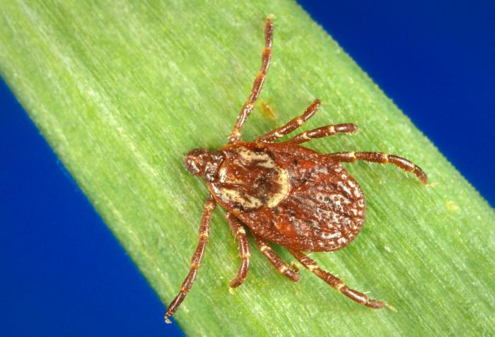 The American dog tick can carry Rocky Mountain spotted fever. (CDC/For the Oglethorpe Echo)