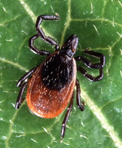 The blacklegged deer tick is the primary carrier of Lyme disease. (USDA/For the Oglethorpe Echo)