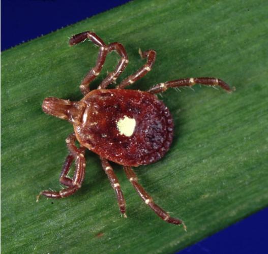 The lone star tick, which has a white spot, is abundant in Georgia. (CDC/For the Oglethorpe Echo)