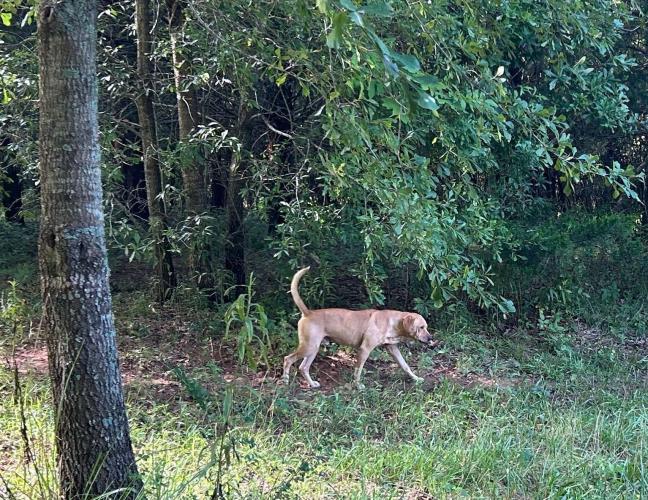 This dog was one of two that were visible at the abandoned Benton Road residence on Monday afternoon. Neighbors say anywhere from 2-20 dogs are loose on the property in the absence of the owner. (Zeke Palermo/The Oglethorpe Echo)