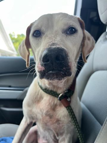 This is one of the seven dogs rescued from the area surrounding an abandoned mobile home on Sunday. The dogs were taken to the Madison Oglethorpe Animal Shelter, where they are available for adoption. (Submitted Photo)