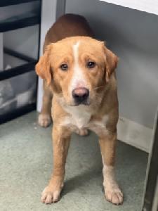 This is one of the seven dogs rescued from the area surrounding an abandoned mobile home on Sunday. The dogs were taken to the Madison Oglethorpe Animal Shelter, where they are available for adoption. (Submitted Photo)