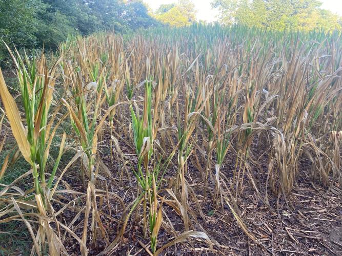 Corn and other crops have been struggling in Oglethorpe County throughout this hot, dry summer.  (Dink Nesmith/The Oglethorpe Echo)