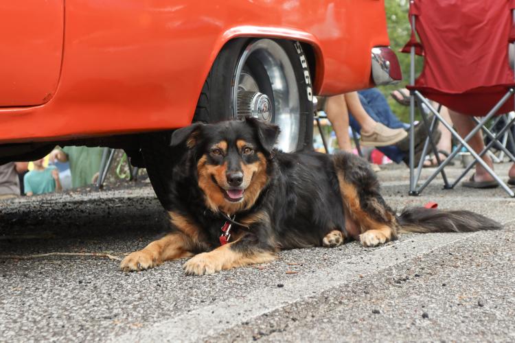 Peaches Marie rests next to a 1955 Chevrolet at the Firefly Cruise-In at the Oglethorpe County Courthouse on Sept. 22, 2024. The Cruise-In brought attendees of all ages as well as pets. (Kendall Kelly/Oglethorpe Echo)