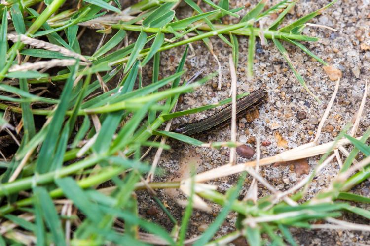 Georgia has seen record outbreaks of fallarmy worms this season. Armyworms destroy grass crops over large areas. (Cricketsblog/ For Oglethorpe Echo))