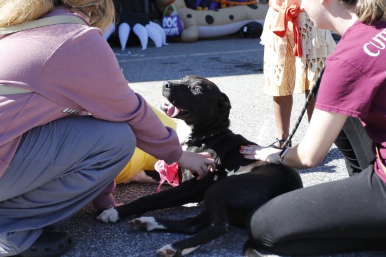 Boone, an 8-month-old dog, is pet by attendees at Madison Oglethorpe Animal Shelter's Halloween Costume Party on Saturday, Oct. 19. Volunteers for the shelter walked dogs around the event to expose attendees to the pets that can be fostered and adopted there. "The big thing is getting people in to see the dogs and try to get these babies homes," MOAS receptionist Kimberly Sparks said. (Ella Kroll/The Oglethorpe Echo)
