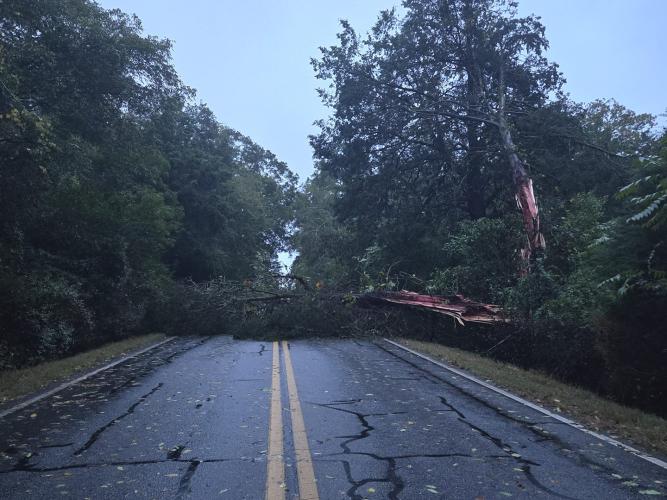 Trees blocked Dupree Street at Highway 77 in Lexington. (Submitted photo)