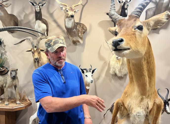 Andy Nimmons displays his taxidermy collection at his workshop showroom in Lexington on Monday. He hunts for pleasure and runs his business to support his family, which includes eight children. (Ella Kroll/The Oglethorpe Echo)