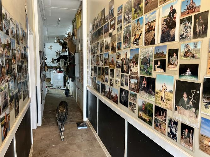 Andy Nimmons' dog, Simba, walks through the entryway at his showroom and workshop earlier this week. The photos lining the walls show past hunting trips, all of which Nimmons said he remembers. (Ella Kroll/The Oglethorpe Echo)